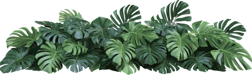 Obraz premium Lush monstera leaf arrangement decoration