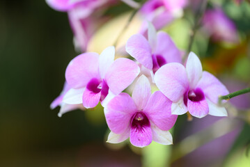 Obraz premium Purple orchids blooming in ornamental garden