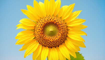 Fototapeta premium Bright sunflower blossom against a clear blue sky