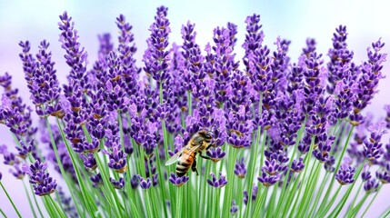 Obraz premium A close-up of a bee feeding on the nectar of lavender buds, surrounded by clusters of lavender blooms, with a soft blue sky in the background