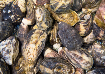Fresh live different sizes oysters. Fresh raw oysters as background. Top view