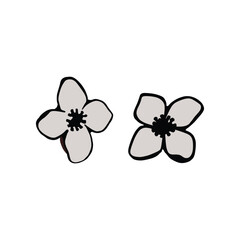 pink flower on white background