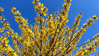 Fototapeta premium Vibrant yellow forsythia flowers blooming on branches against a deep blue sky in bright sunlight