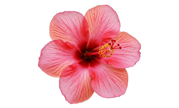 pink hibiscus flower gumamela