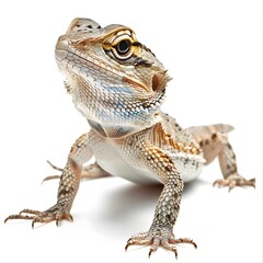 Obraz premium Detailed Portrait of a Colorful Bearded Dragon Reptile on White Background