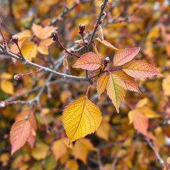 Obraz premium Deciduous shrub with browned branches and leaf drop, foliage loss, frost damage
