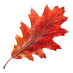 Obraz premium red autumn oak leaf isolated on white background.png