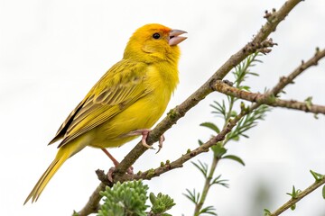 canary bird with white background
