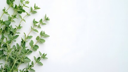 Obraz premium Close-Up of Aromatic Thyme and Oregano Leaves on White Background