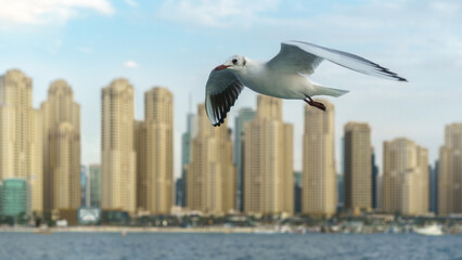 Dubai Marina, UAE, 02.19.25. Seagull in flight over waterfront with urban skyline in background. High resolution photo