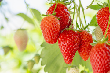 Greenhouse strawberry cultivation in Japan. Strawberry picking experience . . strawberry hanging from the tree