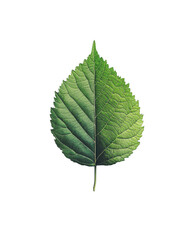 Fototapeta premium A leaf isolated png.