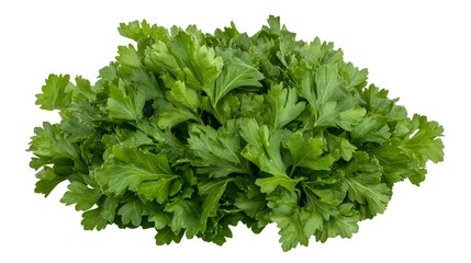Obraz premium Curly Parsley Leaves Isolated on White Showcasing Organic Texture