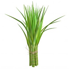 Fresh Green Stalks of Lemongrass Tied Together for Cooking Use