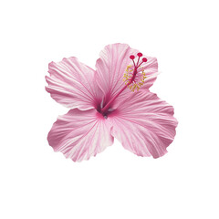 A Pink hibiscus flower transparent png.