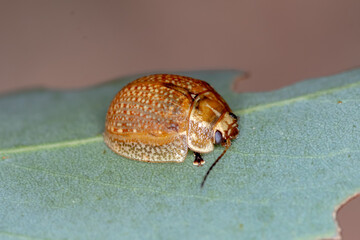 Leaf Beetle Perfection - Paropsisterna cloelia and Its Natural Habitat