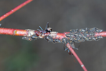 Meat Ants (Iridomyrmex purpureus) Farming Leafhoppers - Mutualism in Australian Insect Ecology