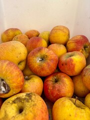 Viele Äpfel in der Box nach der Ernte