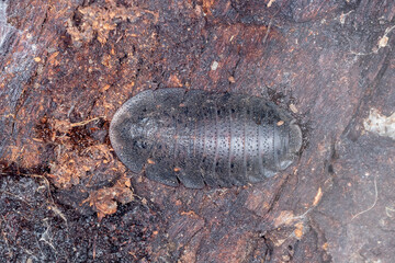 Bark Cockroach (Laxta granicollis) - Australian Native Cockroach Macro Photography