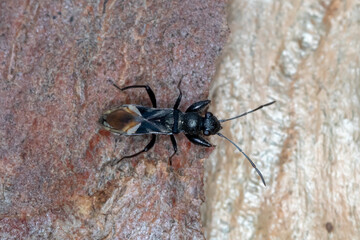 Daerlac apicalis - Ant-Mimic Seed Bug Macro Photography
