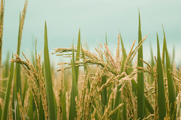 rice crop