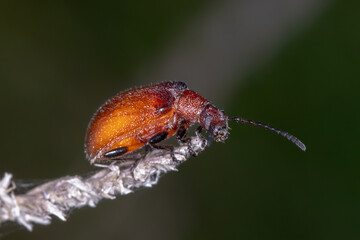 Ecnolagria Beetle - Macro Study of an Australian Darkling Beetle