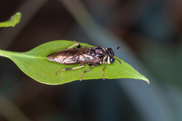 Pergagrapta spinolae � A Unique Sawfly on Foliage