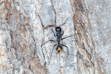 Camponotus suffusus - Golden-tailed Sugar Ant Macro Photography