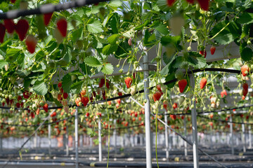 Greenhouse strawberry cultivation in Japan. Strawberry picking experience . . strawberry hanging...