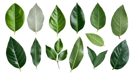 Naklejka premium Fanned-out Collection of Fragrant Bay Leaves on White Background