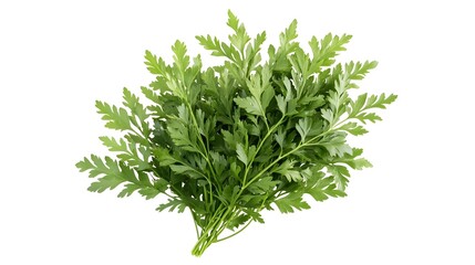 Obraz premium Freshly Harvested Chervil Herb Bouquet Against Pure White Background