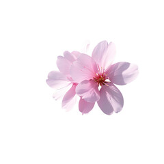 Obraz premium A delicate pink cherry blossom petal floating in mid-air