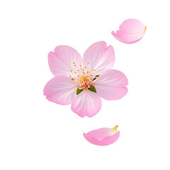 Fototapeta premium A delicate pink cherry blossom petal floating in mid-air