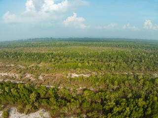 White samet or cajuput trees in wetlands forest at koh prathong island,Phang nga Thailand,Greenery botanic forest,Drone wide angle lens