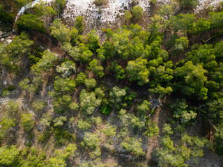 White samet or cajuput trees in wetlands forest at koh prathong island,Phang nga Thailand,Greenery botanic forest,Drone wide angle lens