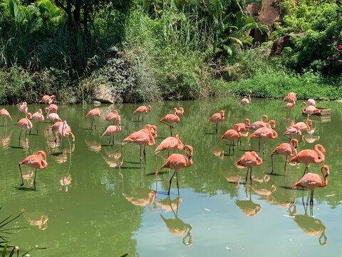 Flock of flamingos wading in a pond surrounded by lush tropical vegetation.
