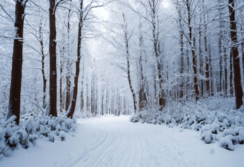 Fototapeta premium winter forest in the snow. snows are covering the trees. Copy cut