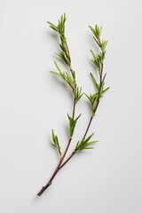 Fototapeta premium Fresh herb sprig. Green stems and leaves