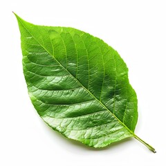 Obraz premium Fresh Green Leaf on a White Background with Detailed Veins