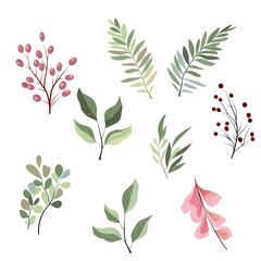 Set of vector plant elements