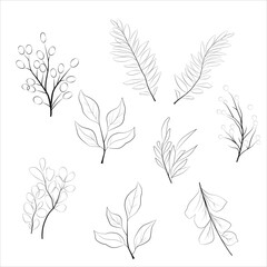 Set of vector plant elements line