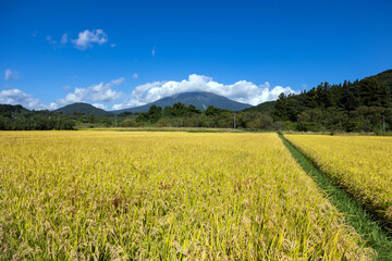 青空の下、黄金色の稲穂が揺れる田んぼと、雄大な岩木山