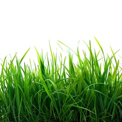 Obraz premium Lush Green Grass Close-Up with Bright Sunlight Reflection