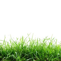 Obraz premium Lush Green Grass Blades with Bright White Background for Nature Themes