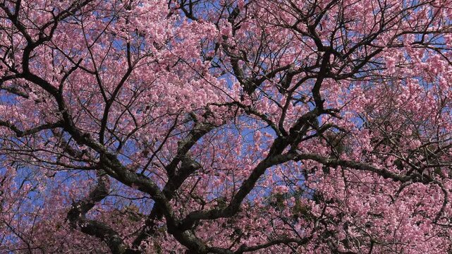 栃木・叶桑沢の江戸彼岸桜05