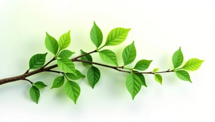 Twisted branch with foliage on white background, organic, leafy greens