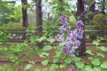 ムラサキハシドイ（Syringa vulgaris）／香水の原料になるライラックの花穂【智光山公園】埼玉県・4月