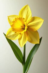 Fototapeta premium Daffodil golden foil leaf, bright yellow, petals, leaf