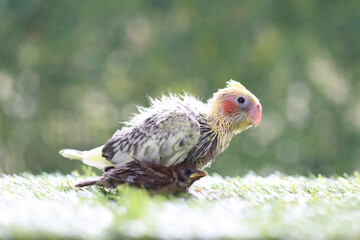 Nymphicus hollandicus, Cockatiel baby spiky feathers on natural green background