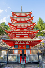 Fujiyoshida, Yamanashi, Japan - APR 17, 2024: Arakura Fuji Sengen Jinja Shrine. Mt Fuji with red pagoda in cherry blossom sakura in spring season .